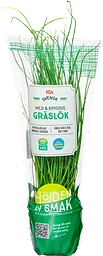 Gräslök vertikalodlad 1-p Klass 1