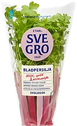 Bladpersilja i kruka Ekologisk 1-p KRAV
