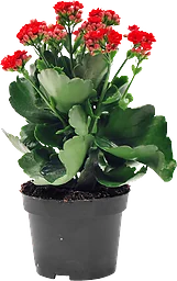 Kalanchoe Dubbel Queen