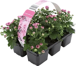 Krysantemum 6-pack