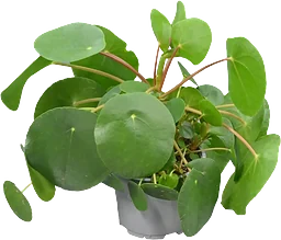 Elefantöra 12cm