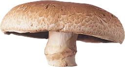 Portabello