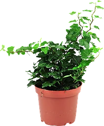 Murgröna Hedera