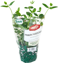 Mynta Eko Kruka