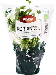 Koriander Kruka KRAV Handelsträdgård