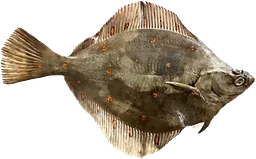 Rödspätta Liten