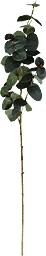 Konstväxt Eucalyptus