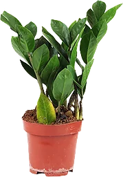Smaragdblomma 12cm