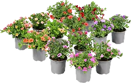 Hängpetunia småblommig 10,5cm kruka varierande färger