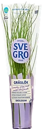 Gräslök i kruka Ekologisk 1-p
