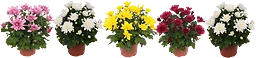 Krysantemum 12cm kruka Höjd 26cm varierande färger
