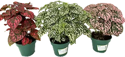 Rosenstänk