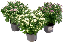 Chryssboll Garden mums, 12cm varierande färger.