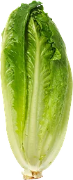 Romansallat