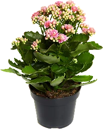 Kalanchoe Rosa
