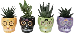 Arrangemang Halloween Skalle Mini 6cm