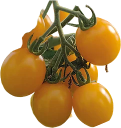 Tomat, Hög, Golden Pearl F1