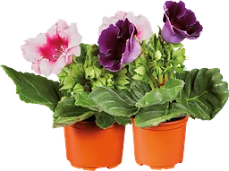Gloxinia