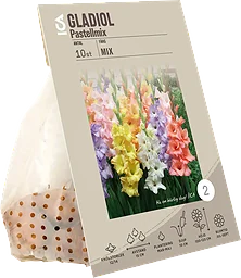 Gladiolus Pop Art Butterfly Rosa Garden