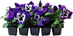 Pensé 10-Pack Viola