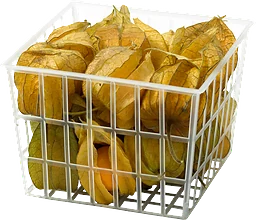 Physalis