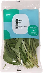 Salvia
