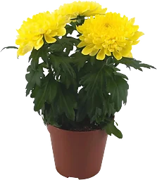 Krysantemum 13cm gul