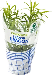 Fransk Dragon Ekologisk 1-p