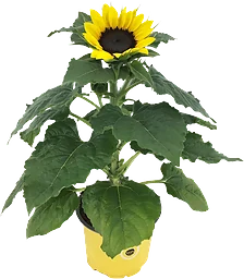 Solros Helianthus