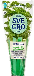 Persilja i kruka Ekologisk 1-p KRAV