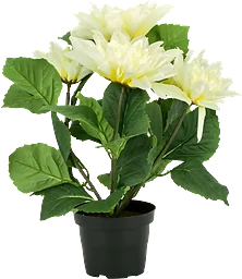 Dahlia