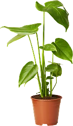 Monstera