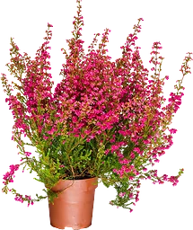 Ljung Erica 11cm kruka röd