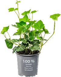 Murgröna Hedera