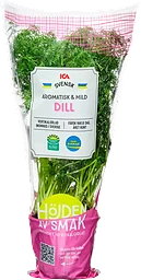 Dill i kruka ca