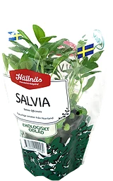 Salvia Eko Krav