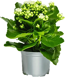 Kalanchoe 10,5 cm vit