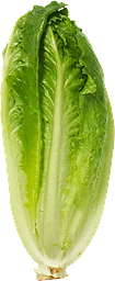 Sallad Roman