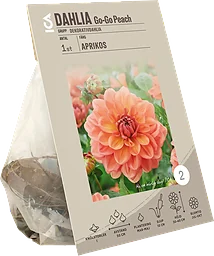 Dahlia Go-Go Peach Garden