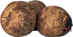 Rödbeta