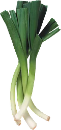 Purjolök