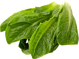 Sallad Roman