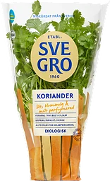 Koriander Eko Kruka