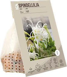 Spindel lilja vit