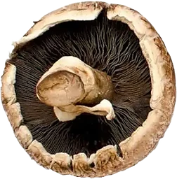 Portabello
