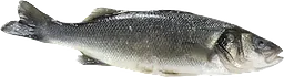 Havsabborre Dicentrarchus Labrax