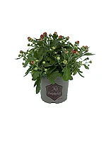 Bollkryss orange 12 cm