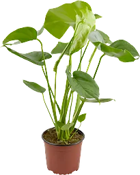 Monstera Deliciosa