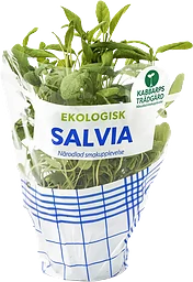 Salvia Ekologisk 1-p