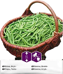 Böna Bryt Cogito